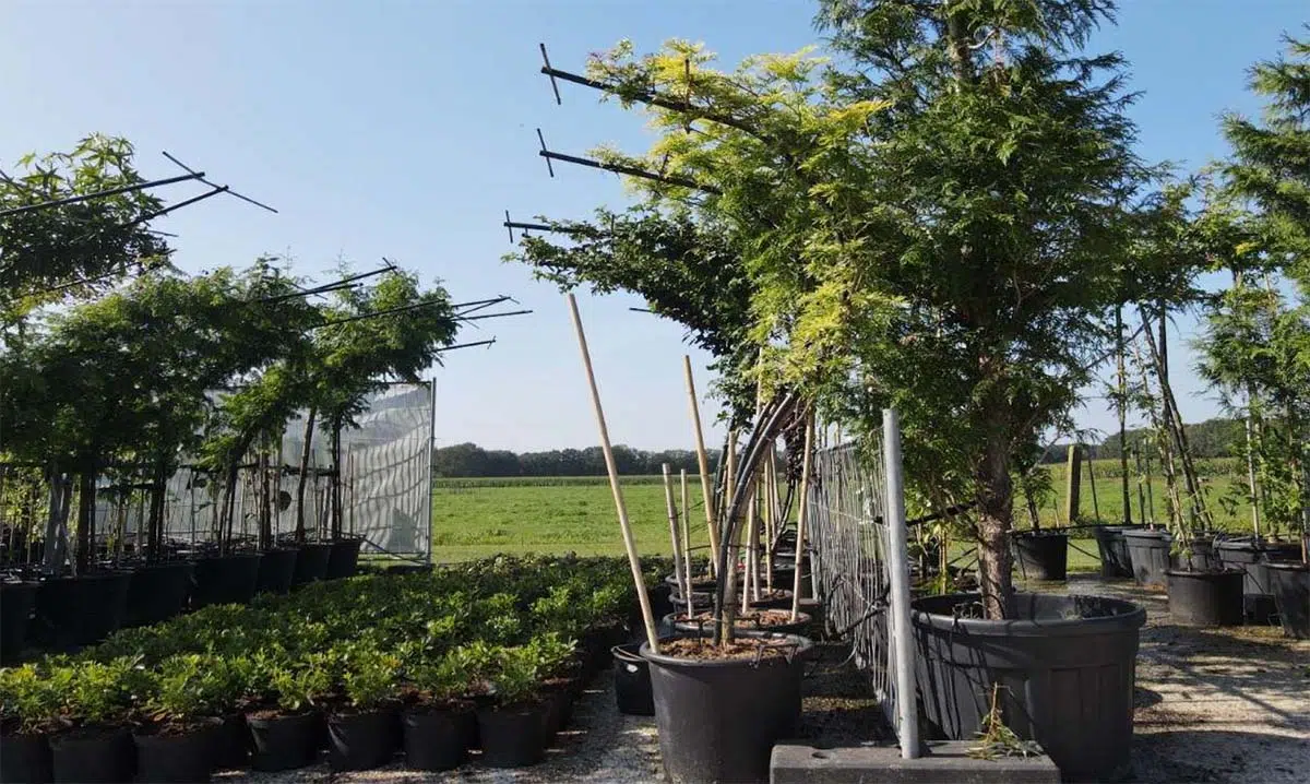 Sfeerbomen in grote potten op de boomkwekerij