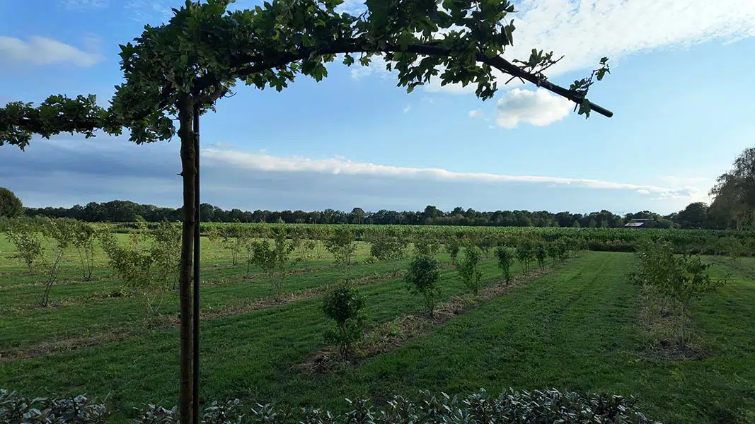 Leibomen en jonge bomen op de velden van de boomkwekerij